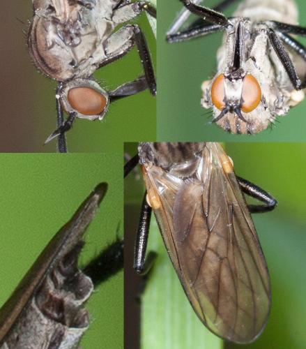Rhamphomyia sp.